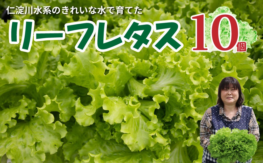 
                  ＜佐川町産 リーフレタス 10袋＞水耕栽培 野菜 高知 新鮮 西村農園
                