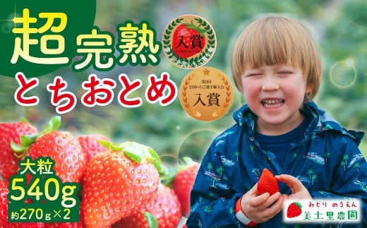 【先行受付：1月中旬以降発送】いちご 「茂木完熟いちご」　美土里農園の朝採れ とちおとめ 大粒 約270g × 2パック 合計 約540g | いちご イチゴ 苺 とちおとめ 完熟 大粒 果物 フルーツ甘い あまい くだもの 旬 産地直送 栃木県産 美土里農園 栃木県 茂木町