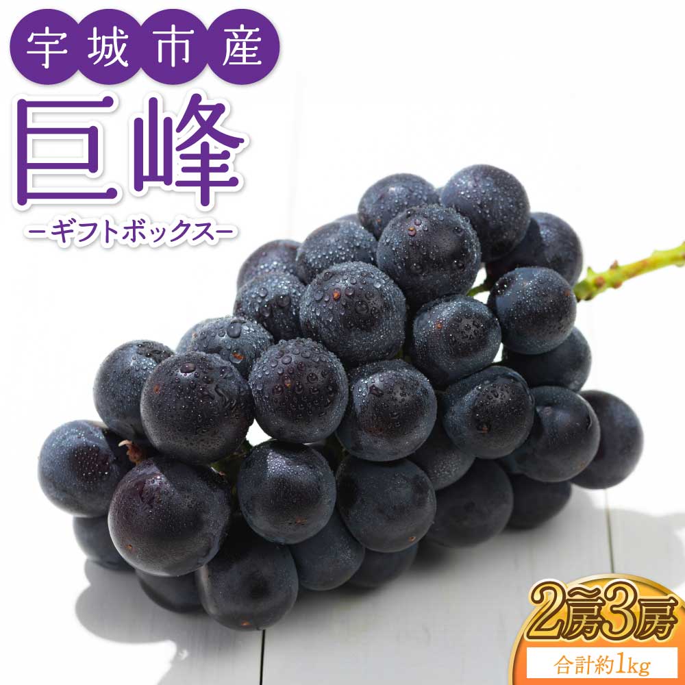 【ふるさと納税】【先行予約】 巨峰 2〜3房 約1kg【ギフトボックス】 ぶどう 葡萄 大粒 ギフト 国産 九州 熊本県 宇城市 送料無料 森田満 【2026年7月下旬〜8月上旬頃発送予定】