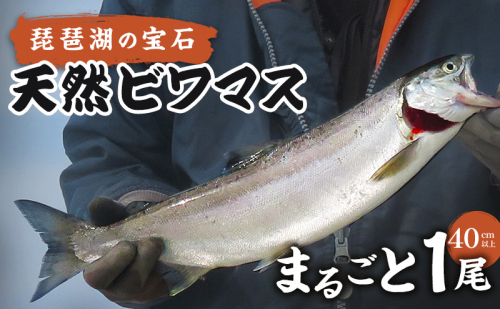 琵琶湖の宝石 天然ビワマス　まるごと1尾（40cm以上）　魚 魚介 海鮮 琵琶湖の宝石 ビワマス ます マス 天然 活〆 活け締め 急速冷凍 冷凍 琵琶湖 滋賀県 米原市