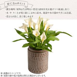 観賞用 花 カラー (5号) ヴァージンアート | 栃木県 下野市