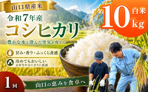 令和7年産 山口県産米 コシヒカリ 10kg ｜ 令和7年産 コシヒカリ 山口県産米 こめ お米 コメ 白米 山口県 平生町