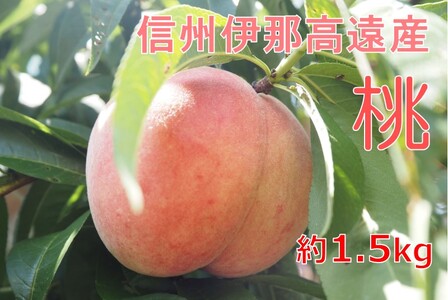 【010-82】高遠産　桃　1.5ｋｇ　おまかせ３品種