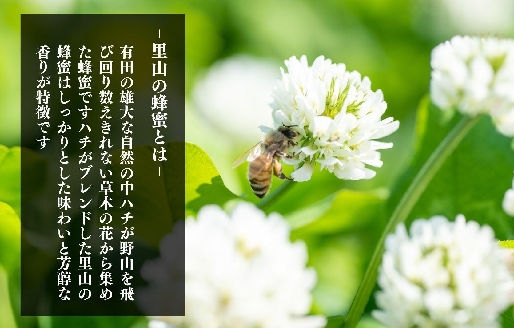 ありだ里山の蜂蜜 570g 化粧箱入り BC05_イメージ2