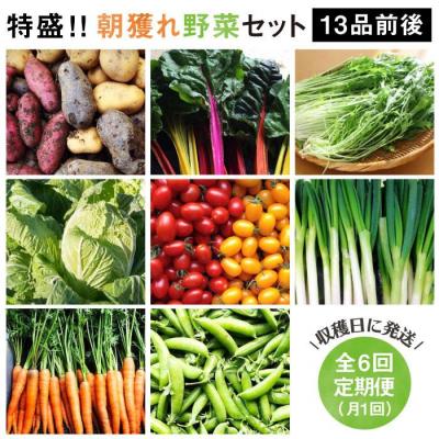 ふるさと納税 糸島市 【全6回定期便】糸島産 朝採れ野菜セット(13品前後) オーガニックナガミツファーム[AGE025]