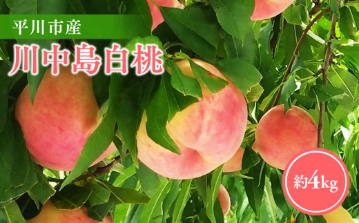 【2026年産 先行予約】平川市産川中島白桃 約４㎏(12-16玉)【今井農園】[hi-0064-002]