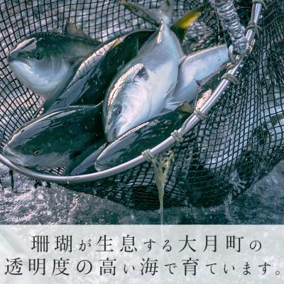 ふるさと納税 大月町 【国産】養殖ぶり 2柵セット ロイン 新鮮 ブリ 鰤 刺身 産地直送 冷蔵 寿司 ぶりしゃぶ |  | 01
