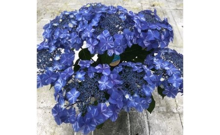 【先行予約】アジサイ サニーデイズ (ブルー系絞り) 5号鉢 根本園芸 | アジサイ