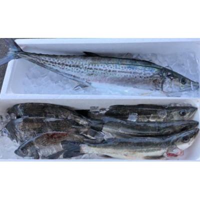 ふるさと納税 高石市 【冷蔵】朝どれ大阪湾で獲れた旬の鮮魚セット　約4kg |  | 02