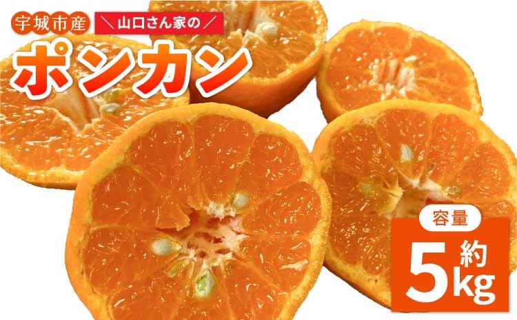 
                  【先行予約】今が旬！山口さん家のポンカン 約5kg【2027年1月下旬-2月下旬発送予定】柑橘 果物 フルーツ
                