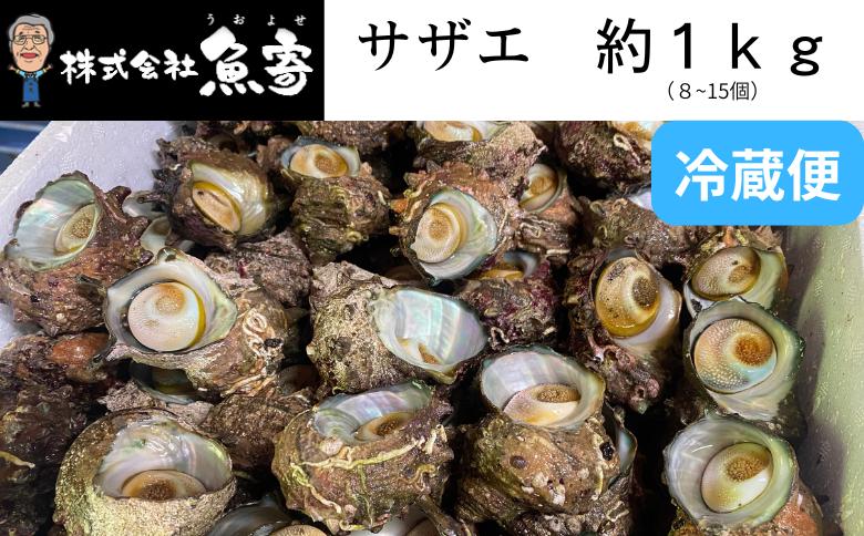 
                  サザエ　約1ｋｇ（8個～15個）日本海の新鮮なサザエをお届けします！ 冷蔵便 サザエ 栄螺 貝 海鮮 BBQ さざえご飯 壺焼き 刺身 バーベキュー　大きさ不揃い 訳あり  海鮮 夏休み BBQ バーベキュー キャンプ お盆 海 大人気 国産

                