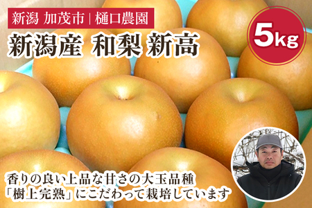 【2026年先行予約】和梨 新高 5kg（5～9玉）《10月上旬から順次発送》 果物 なし にいたか 梨 フルーツ 新鮮 ジューシー 産地 加茂市 樋口農園