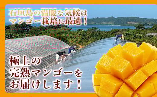 ＜先行予約＞【訳あり】 完熟 マンゴー (約1〜1.2kg 2〜5個)《2026年7月上旬から順次発送》 | ふるさと納税 マンゴー わけあり 不揃い 産地直送 フルーツ 果物 マンゴー 石垣 沖縄 