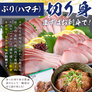 脂ののった鹿児島県産養殖ぶり（ハマチ）の切り身！「ロイン2節・カマ1個付」合計約1kg！養殖ぶり日本一の鹿児島県産ぶり ブリ 鰤 刺身 ぶりしゃぶ【A-1515H】