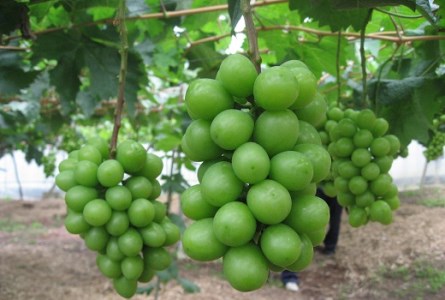 【ふるさと納税】《先行予約》至極の果実シャインマスカット2kg | 豊後高田市 シャインマスカット