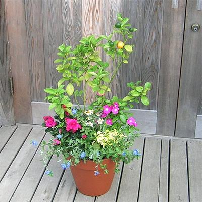 ふるさと納税 朝倉市 金柑の苗木と季節のお花寄せ植え