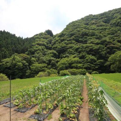 ふるさと納税 神石高原町 ニンニクの醤油漬け(スライス) 100g |  | 01