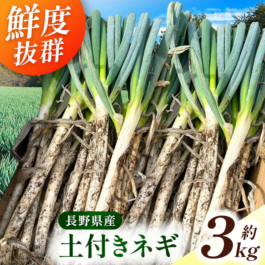 【ふるさと納税】 野菜 ネギ 伊那市田原産 土付きネギ 約3kg｜葱 ネギ 野菜 収穫 土付き 鮮度 焼きネギ BBQ チャーハン すき焼き 鍋 料理 伊那 伊那産 長野県 ふるさと納税【007-11】