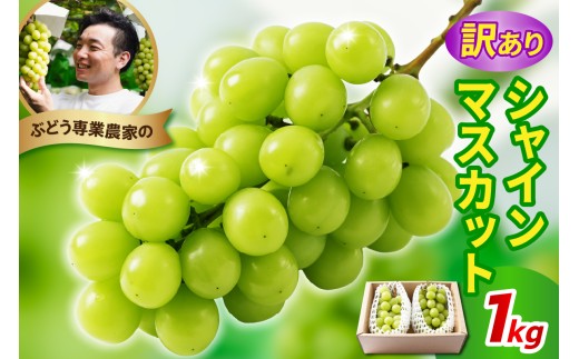 【先行予約】 令和8年産 訳あり シャインマスカット 1kg 2026年9月上旬頃～お届け予定