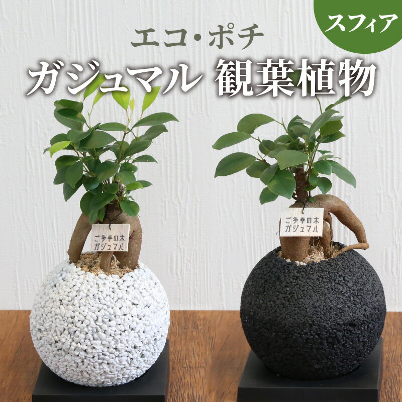 インテリア 選べる 観葉植物 消臭 分解 癒し 効果 グリーン エコ・ポチ スフィア ガジュマル オシャレ 植物ポット 幸せをもたらす キジムナー 木の精霊 ご多幸の木 めざましテレビに紹介 お取り寄せ 熊本県 天草市 送料無料
