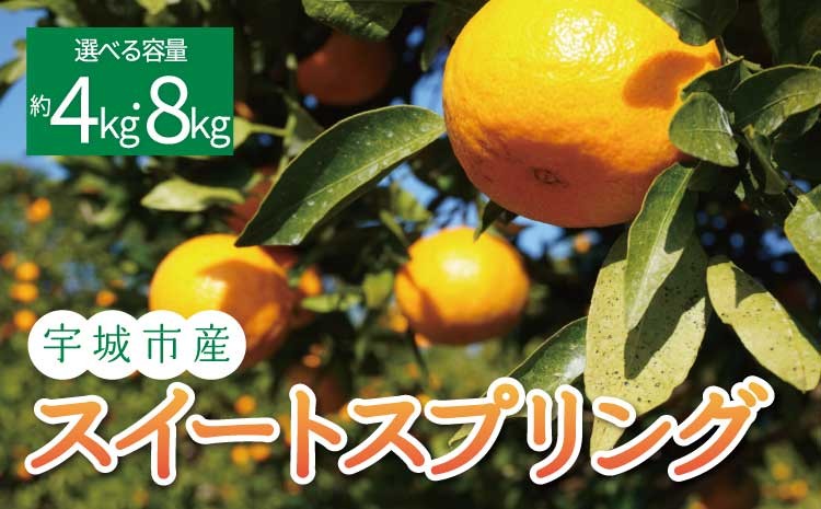 
                   スイートスプリング 【選べる容量】 約4kg (20玉前後) または 約8kg (40玉前後) 【2025年12月上旬から2026年1月下旬頃発送予定】フルーツ 果物 くだもの 熊本県産 九州産 国産 送料無料 ひでみかん
                