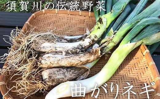 明治から守る伝統野菜「曲がりネギ」約3kg F7X-0075