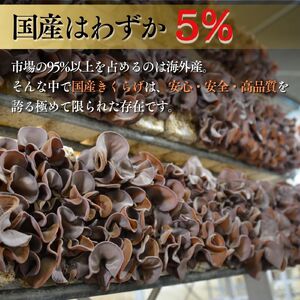 【2026年先行予約】 肉厚 ぷりぷりコリコリ 生きくらげ 500g きくらげ 八ヶ岳山麓育ち 国産 安心安全 農薬不使用 ハウス栽培 食物繊維 信州 送料無料 [7月中旬発送開始] 株式会社レインボ