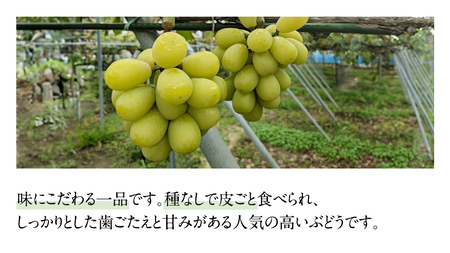 【最短3日発送】 シャインマスカット1.5kg  ( 茨城県共通返礼品 石岡市 ) 数量限定 フルーツ 果物 マスカット ぶどう 葡萄 ブドウ 旬 国産 産地直送 [FB004sa] 