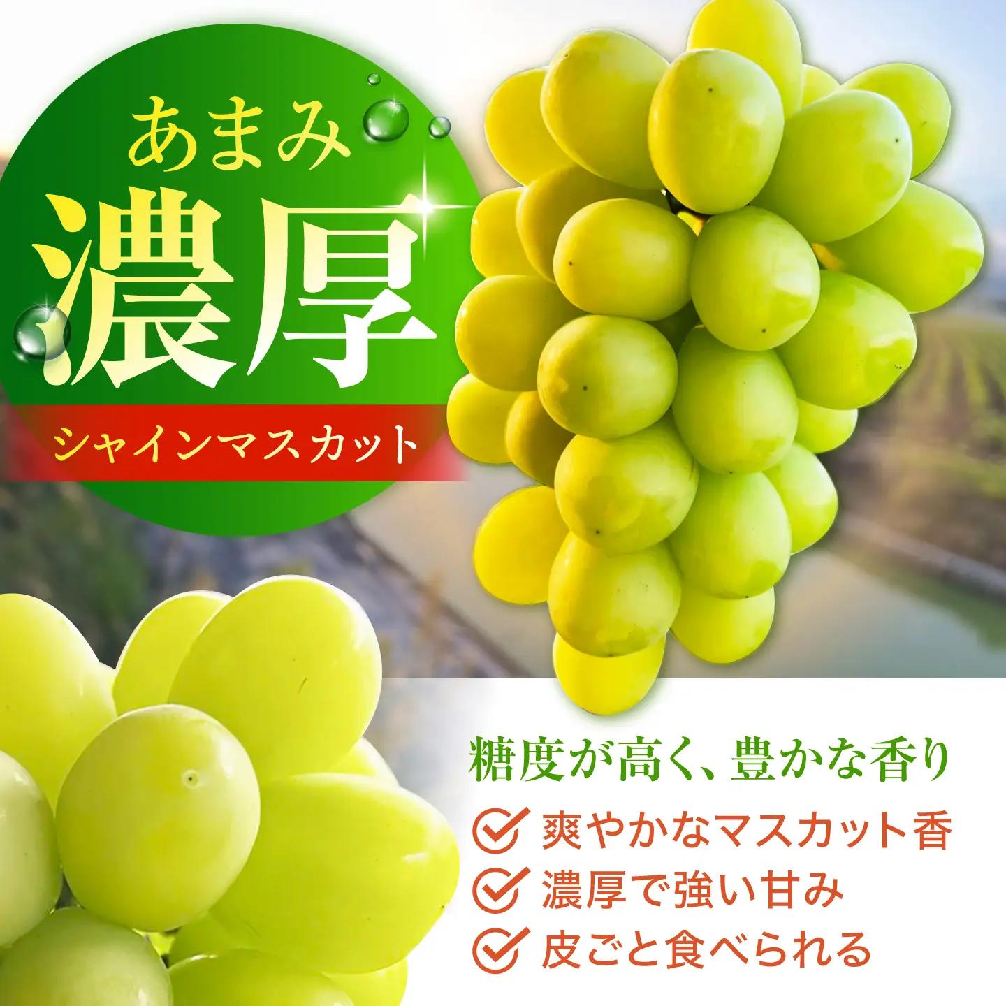 【先行予約】 シャインマスカット　900g以上 【小林農園】 / ブドウ ぶどう 果物 種なし[HAX004]