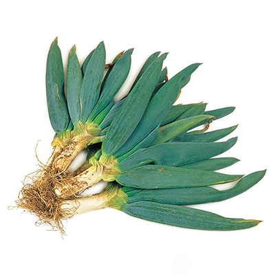 
            食べてみ殿様ネギ3.5kg～4kg【1059540】
          