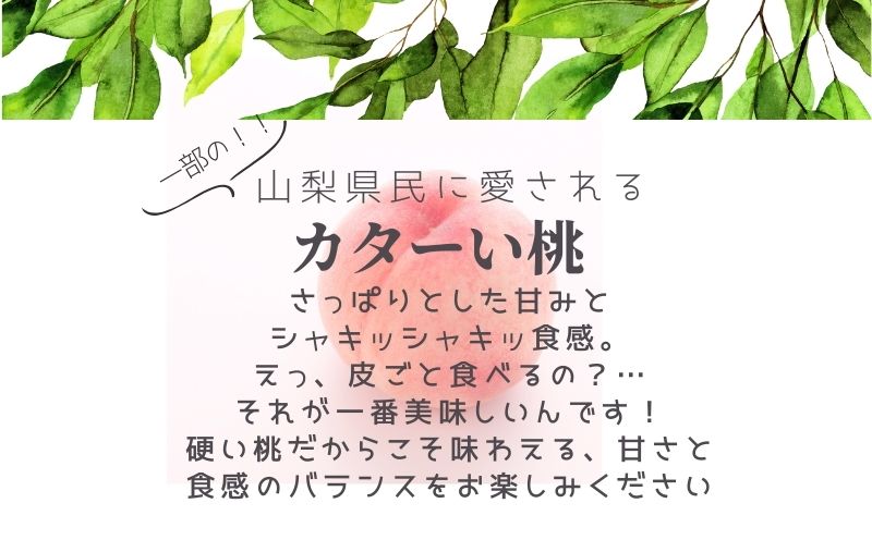 【2026年　先行予約】日本一の産地山梨県産　朝採れカターい桃２Kg（5～8房）｜山梨 フルーツ もも モモ 桃 果物 固い桃 硬い桃