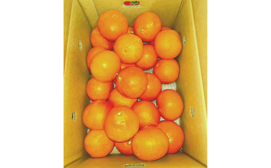 
            愛果 （愛媛果試28号）4L～L 約5kg みかん ミカン 蜜柑 温州 果物 くだもの フルーツ 柑橘 【2025年12月発送予定】（818）
          