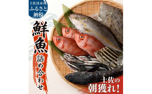 旬の朝獲れ鮮魚詰め合わせ【以布利定置網　漁師直送】朝獲れ 旬 鮮魚 魚介 海鮮 魚 さかな せんぎょ 鮮魚セット 詰め合わせ おまかせ お任せ【S00818】