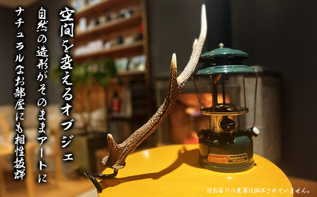 天然の鹿角 １本｜鹿の角 自然素材 天然 おしゃれ インテリア ランタンハンガー 犬グッズ にも最適 サステナブル SDGs 工芸品 狩猟素材 尾鷲の 鹿 シカ 牡鹿 角 尾鷲ジビエ YZ-10