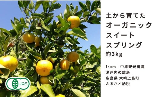 [予約] 2〜3月発送 オーガニックスイートスプリング 約3kg 国産 有機JAS認証 瀬戸内 広島 大崎上島 離島 有機栽培 柑橘 果物 オーガニック フルーツ ギフト 防腐剤不使用 ワックス不使用 無添加 安全 安心 送料無料 産地直送 中原観光農園