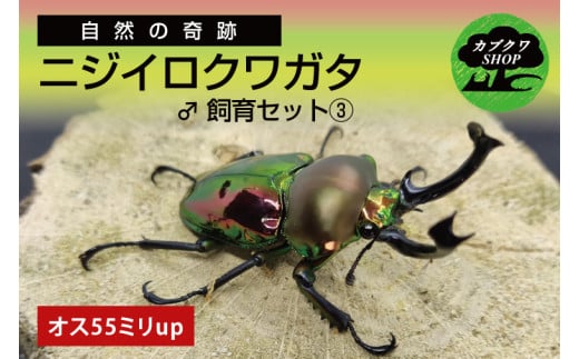 ニジイロクワガタ オス飼育セット③【クワガタ クワガタムシ  昆虫 虫 国産 飼育 セット 夏休み 自由研究 鹿嶋市 茨城県】（KBY-11）