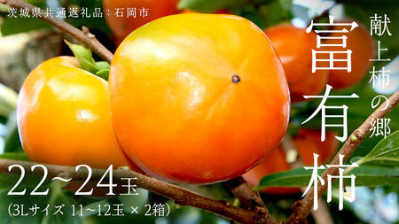 献上柿の郷 富有柿 22玉 ～ 24玉 ( 3Lサイズ 11玉 ～ 12玉 × 2箱 ) ( 茨城県共通返礼品 石岡市 ) 2025年11月中旬発送開始 数量限定 果物 くだもの フルーツ 柿 [EZ004sa]