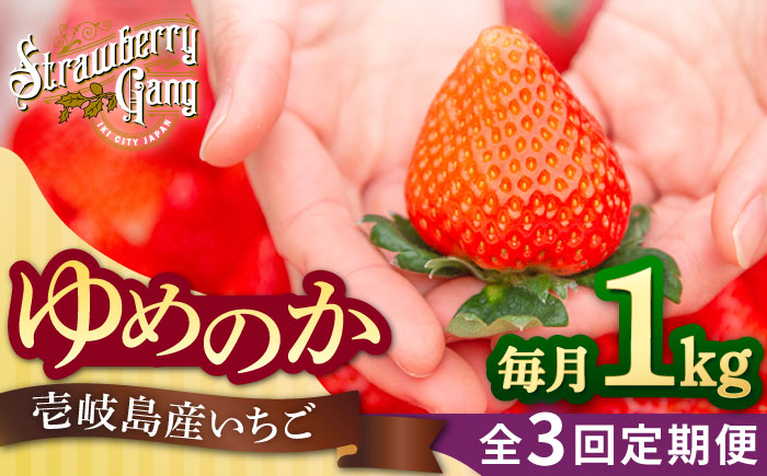 【全3回定期便】【先行予約】ゆめのか 約250g×4パック《壱岐市》【Strawberry Gang】 [JEM002] いちご イチゴ 苺 定期便 果物 フルーツ スムージー 45000 45000