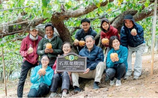 梨 2024年 先行予約 備前乙女梨（鴨梨） 5～6玉入り（3kg以上）贈答箱 ナシ なし 岡山県産 国産 フルーツ 果物 ギフト 石原果樹園 [No.5220-0784]