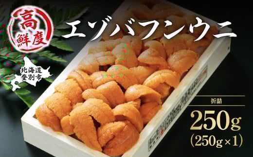 特選 エゾバフンウニ 折詰 250g ウニ丼約3杯分 配送期間B：10月下旬～11月下旬迄 高級 うに ウニ 雲丹 生ウニ バフンウニ 折り詰め ふるさと納税 北海道 登別市