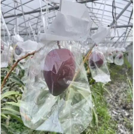 【2026年6月末から順次発送・訳あり】仲本マンゴー園のアーウィンマンゴー1kg(2～4玉)【配送不可地域：離島】【1747516】