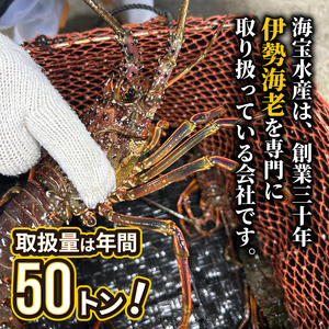 （冷凍） 簡単調理 伊勢海老 1.3kg ハーフカット 処理済み イセエビ 海老 えび 伊勢 エビ 伊勢エビ 海宝水産 贅沢 高級 簡単調理 バーベキュー BBQ 鉄板焼 海鮮 ギフト 国産 三重県 