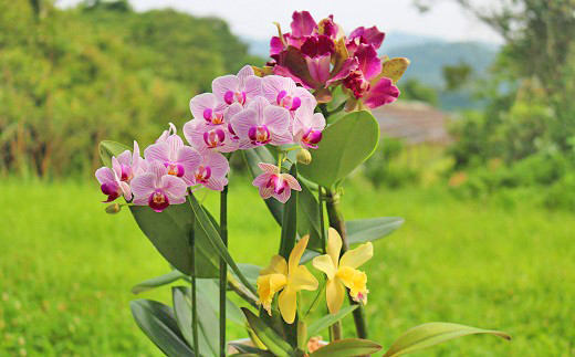 時期によってお届けする寄せ植えの内容は変更になります(画像は一例となります)。