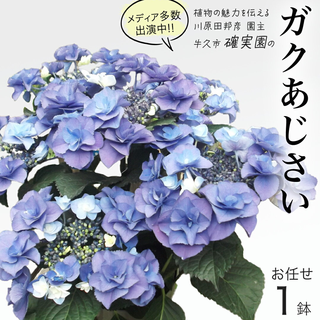 【ふるさと納税】≪先行予約≫ガク アジサイ 【 おまかせ 1点 】【2026年4月上旬頃より発送開始】 植物 花 インテリア フラワー 紫陽花 お花 園芸 初夏 梅雨 ガーデニング