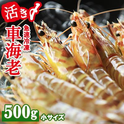 ふるさと納税 久米島町 【沖縄久米島産】活〆急速冷凍車海老(お刺身可/500g/30〜34尾/約13cm/小サイズ)