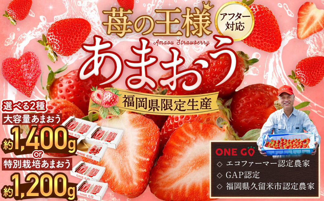 【予約受付】特別栽培 あまおう 1,200g  大粒 不揃い 選べる大容量あまおう （2L,グランデ,DX デラックス）減農薬 あまおう いちご 高級 いちごあまおう イチゴ 苺 フルーツ 果物 ふるさと納税くだもの amaou 福岡県 【2027年2月上旬～下旬発送予定】