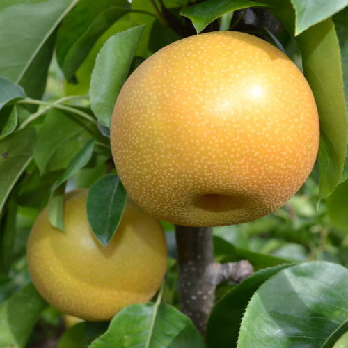 【ふるさと納税】【選べる内容量】【秋の美味】和歌山の樹上成熟梨 | 梨 秋梨 和歌山梨 樹上成熟 成熟梨 4kg なし ナシ 和梨 紀州梨 幸水梨 豊水梨 あきづき梨 お取り寄せ 秋和歌山 樹上成熟和梨 果物 フルーツ 秋の味覚 旬の果物 産地直送 特産品 新鮮 樹上完熟 国産梨 果実