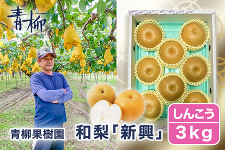 【2026年先行予約】青柳果樹園の和梨 新興 3kg (4～6玉)《11月上旬～順次出荷》しんこう 青柳果樹園