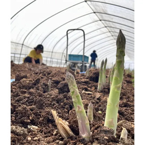 ＜季節限定＞有機JASアスパラガス(約1kg・2L～極太) 【先行予約受付中・2026年4月中旬から順次発送】期間限定 アスパラ グリーンアスパラ 旬 野菜 【イナゾーファーム】【B7100】