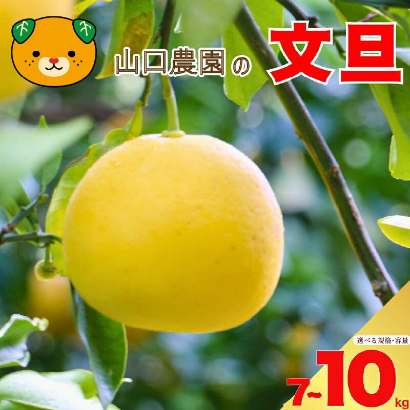 【ふるさと納税】 先行予約 選べる 規格 容量 文旦 7kg 10kg 訳あり 通常品 ぶんたん みかん 蜜柑 果物 柑橘 フルーツ ミカン 産地直送 国産 農家直送 期間限定 数量限定 特産品 ジュース ゼリー ビタミン 美容 健康 愛媛県 愛南町 山口農園 送料無料